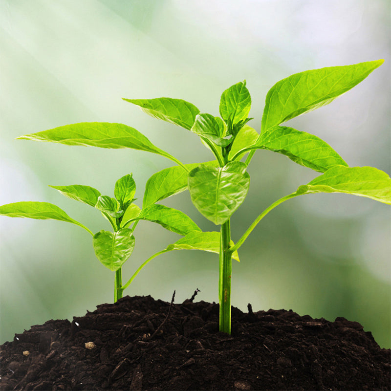 🌱 50% RABAT! 3-i-1 Jordmåler – Mål pH, Fugtighed & Lys på Sekunder | Ingen Batterier Nødvendige 🌿
