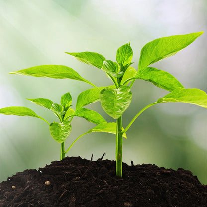 🌱 50% RABAT! 3-i-1 Jordmåler – Mål pH, Fugtighed & Lys på Sekunder | Ingen Batterier Nødvendige 🌿